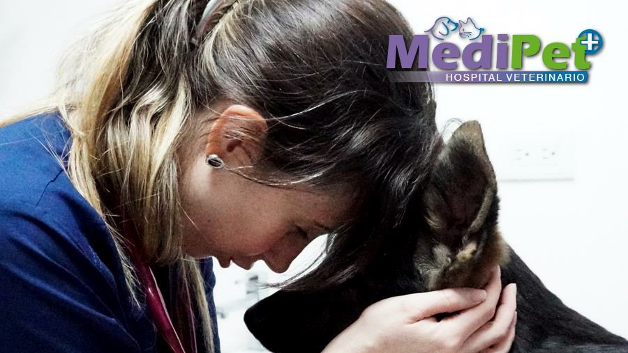 Equipo de Hospital Veterinario Medipet
