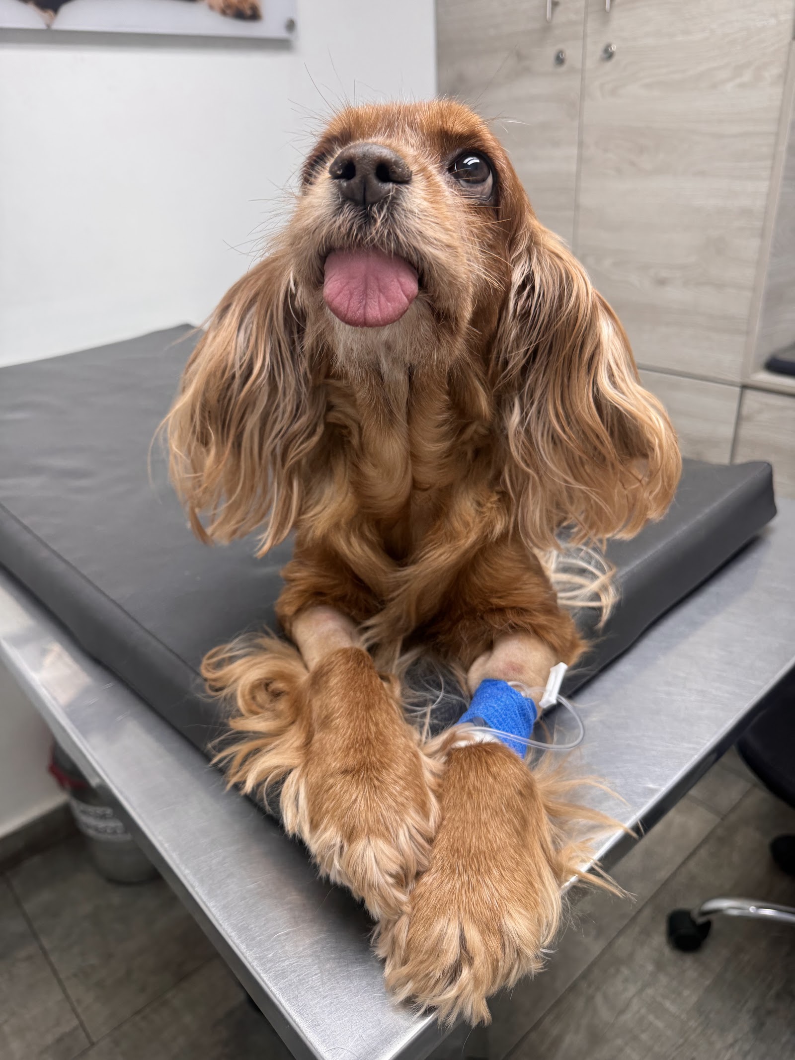 Hospital Veterinario Medipet